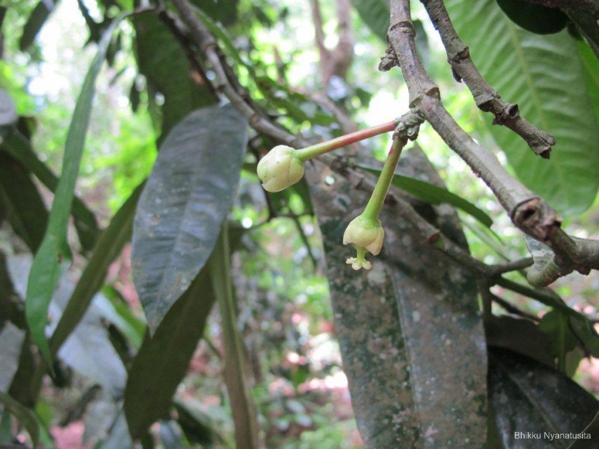 Garcinia xanthochymus Hook.f. ex T.Anderson